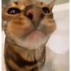 حيوانات مضحكة 🐾 (q9xd6cpmk7)