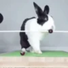 حيوانات مضحكة 🐾 (2g7t64h9yd)