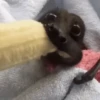 حيوانات مضحكة 🐾 (sm29v8nkbq)