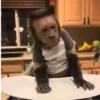 Monky reacciones  (vp6rgzctn2)