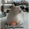 Funny Cats 🐱🐈‍⬛ (tzmy75v9wx)