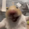 حيوانات مضحكة 🐾 (wvybxngjtd)