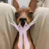حيوانات مضحكة 🐾 (8m42nk63wp)