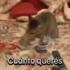 Funny Cats 🐱🐈‍⬛ (kw6zs48t5d)