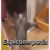 Funny Cats 🐱🐈‍⬛ (zd5hqmvwrp)