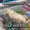 Funny Cats 🐱🐈‍⬛ (w4jg9xpnsf)