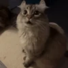 حيوانات مضحكة 🐾 (w7szh6rxvb)