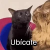 Funny Cats 🐱🐈‍⬛ (f7yzsmrjnd)
