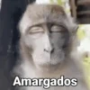 Monos con Frases 2🐒✨ (9m3bv46kzn)