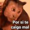 Monos con Frases 2🐒✨ (rcgmxf28p9)