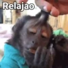 Monos con Frases 2🐒✨ (6bt84j7cmq)