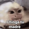Monos con Frases 2🐒✨ (2f3vz7rc6h)
