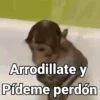 Monos con Frases 2🐒✨ (6gw2xfv89q)