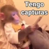 Monos con Frases 2🐒✨ (wdp93j85ts)