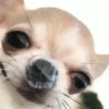 Perro Chihuahua Mov (43fbpyhc5v)