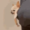Perro Chihuahua Mov (93ghrqyzmv)