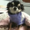 Perro Chihuahua Mov (s2xbfr97tp)