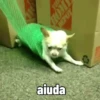 Perro Chihuahua Mov (49j6kdcn2p)