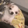 Perro Chihuahua Mov (3g5pjrcxdw)