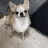 Perro Chihuahua Mov (y4x7vjfzn8)