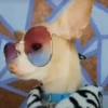 Perro Chihuahua Mov (3dchjwx4m7)