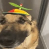 happy dog!! (bghnwx97tp)