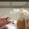يحتاج أكسجين