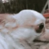 كلاب مضحكة (rbv2nwht9p)