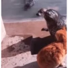 Reações Não sufoque o artista (bv9xdnczfm)