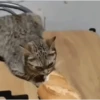 Reações Não sufoque o artista (79txygdkbs)