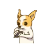 Chihuahua te responde 🐶📩