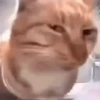 ✨💥ShiSpOST CaTS😹 (w3zdg28ymn)