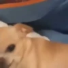 Pinchers e Chihuahuas (fm25r8cgw3)