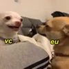 Pinchers e Chihuahuas (gy3r24wx8b)