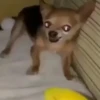 Pinchers e Chihuahuas (92kpgrdshn)