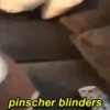 Pinchers e Chihuahuas (wgdbjx9k76)