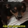 Pinchers e Chihuahuas (5hpkrftnz7)