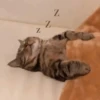 قطة نائمة