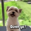 Perros y gatos divertidos🐾🐾🐾 (psr32fxmd5)