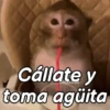 Shut up, drink water