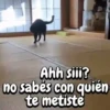 Perros y gatos divertidos🐾🐾🐾 (mwqs84chn6)