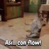 Perros y gatos divertidos🐾🐾🐾 (j6g7p9zfcr)