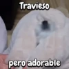 Perros y gatos divertidos🐾🐾🐾 (7hj6ynsv43)