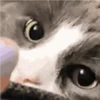 لقطة قريبة جدًا