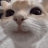 وجه صغير ناعم