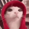 قط بغطاء أحمر