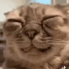 وجه مضغوط