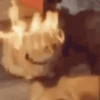 random-gifs (75gn4r6mqj)