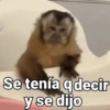 Monos con Frases🐒✨ (9xj85sdv3t)
