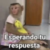Monos con Frases🐒✨ (sdm2wh9r3x)